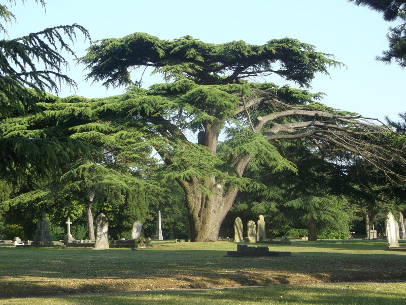 Cedar of Lebanon, Chatham Cemetery © David Anstiss :: Geograph Britain ...