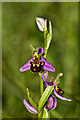 TQ2451 : Bee Orchid (Ophrys apifera) by Ian Capper