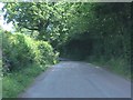 Lane at the Serpent Coppice