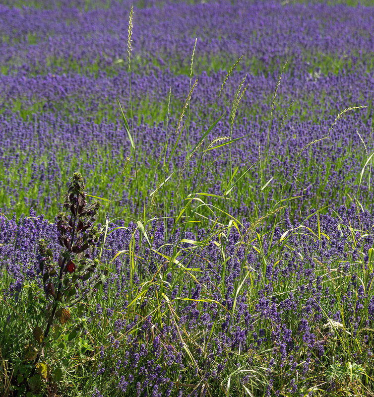 Grass and Lavender, Cadwell Farm,... © Christine Matthews :: Geograph ...