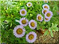 Erigeron in The Old Parsonage Gardens