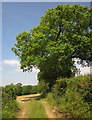 Trees along field boundary, Clampit