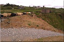 T1433 : Cattle on narrow farm road by Hywel Williams
