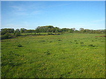 SX1889 : Fields near Penwenham by Rod Allday