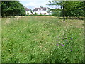 Hay meadow in Fishponds Park