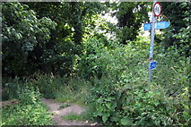 TL1210 : Hertfordshire Way off Besonend Lane by Philip Jeffrey