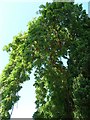 Weeping ash tree at Llanllwchaearn