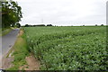 Crop Field south of Stelling Minnis