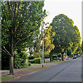 Hills Avenue: evening sunlight