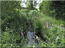 W0349 : The Doneelagh Stream by Neville Goodman