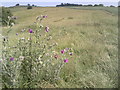 Thistles on the crest of the Wye Downs