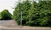 J3975 : No 348 Belmont Road, Belfast (2013-2) by Albert Bridge