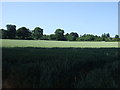 Crop field off Abnalls Lane