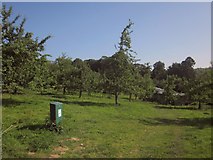 SX8078 : Orchard, Parke by Derek Harper