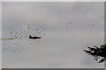 SU8808 : Red Arrow with Starlings at Goodwood Festival of Speed 2013, West Sussex by Christine Matthews