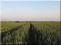 Footpath through cornfield, Mayland