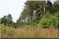 Lone foxglove in Osgodby Plantation