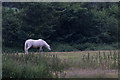 White Horse Grazing, Cocking Causeway, West Sussex