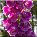 Common Foxglove