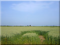 Field of wheat, Romney Marsh