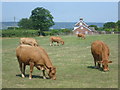 Cattle by Sweets Lane