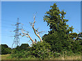 Trees, Moor Lane