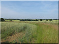 Footpath through arable land, Mill End Green