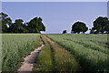 Bridleway near Batchwood