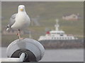 Lerwick: gull on a lamppost