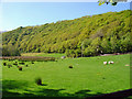 Meadow near Llethr, Llanychlwydog