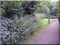 Path along Mutton Brook, Temple Fortune