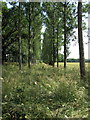 Straight rows of straight trees near Grange Farm