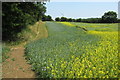 Footpath and conservation area by the Seven Acre Covert