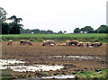 Porcine agriculture north of Rookery Farm