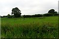 Pasture near North Chailey