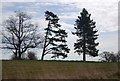 Trees, Farnham Park