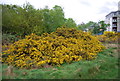 Gorse in flower, Mitcham Common