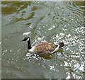 Canada Goose near East Farleigh Lock