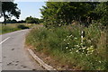 Protected Roadside Verge on Willoughby Lane