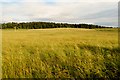 Fields at Craigton, Monikie