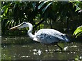 Grey Heron stalking prey, Roath Park Lake, Cardiff