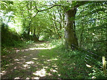 SX2582 : Woodland path, Polyphant by Maurice D Budden