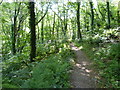 Woodland path, Halgabron