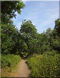 ST6470 : River Avon Trail at Bickley Wood by Derek Harper