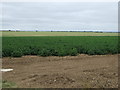 Potato field off Lincoln Road