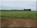 Potato crop, Ladysmith Farm