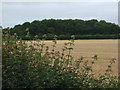 Farmland and woodland