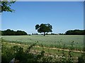 TQ9028 : Wheatfield west of Acton Farm by Christine Johnstone