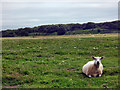 Danes Dyke near Bempton / Flamborough