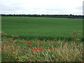 Crop field, Metheringham Heath